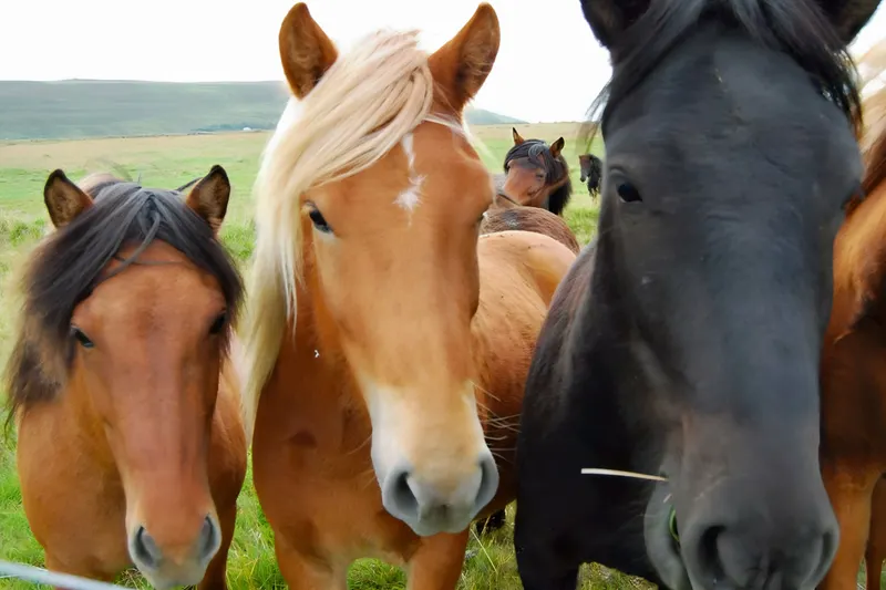 Rundreise Entlang der Ringstraße