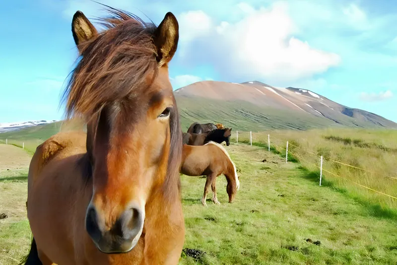 Rundreise "Ferienhausrundreise"